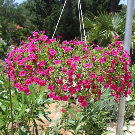 By The Sea Artatore, Losinj - 7935 * Čunski